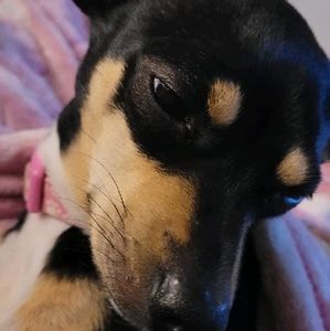 Meet your Posher, Missy